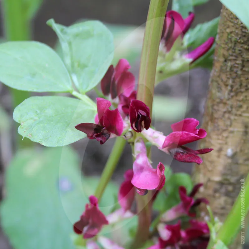 Broad Bean Crimson Flowered Seeds
