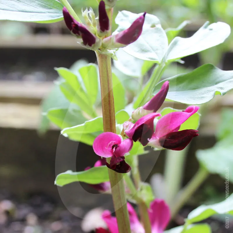 Broad Bean Crimson Flowered Seeds
