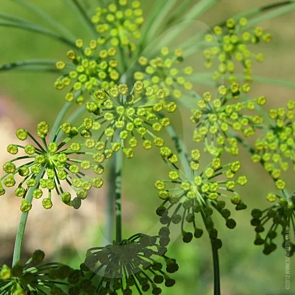 Herb Dill Seeds